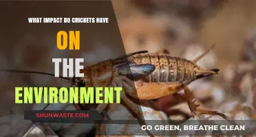 Crickets' Environmental Role: Benefits, Impacts, and Ecosystem Contributions Explained