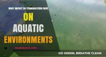 Cyanobacteria's Role: Shaping Aquatic Ecosystems and Environmental Impacts