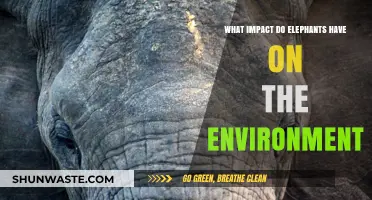 Elephants' Environmental Impact: Shaping Ecosystems and Sustaining Biodiversity