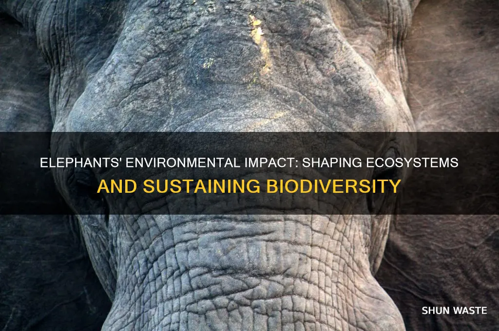what impact do elephants have on the environment