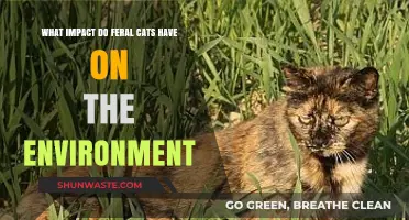 Feral Cats' Environmental Impact: Threats to Biodiversity and Ecosystems