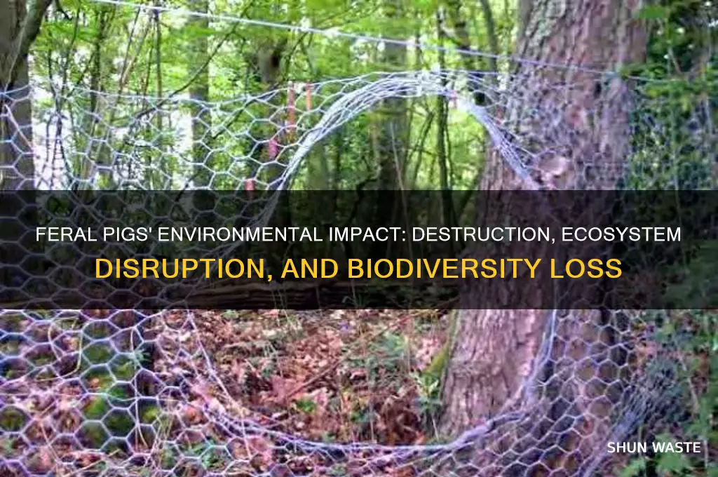 Feral Pigs' Environmental Impact: Destruction, Ecosystem Disruption ...