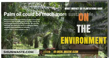 Plantations' Environmental Impact: Biodiversity Loss, Soil Degradation, and Deforestation
