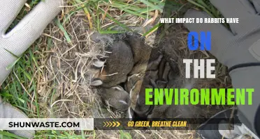 Rabbits' Environmental Impact: Ecosystem Effects and Conservation Challenges