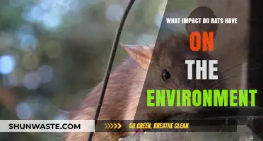 Rats' Environmental Impact: Uncovering Their Role in Ecosystems and Beyond