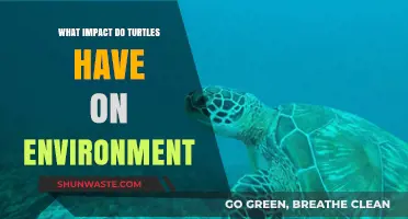Turtles' Vital Role in Ecosystem Balance and Environmental Health