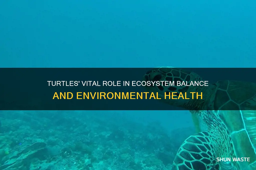 what impact do turtles have on environment
