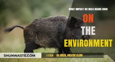Wild Boars' Environmental Impact: Ecosystem Disruption and Biodiversity Challenges