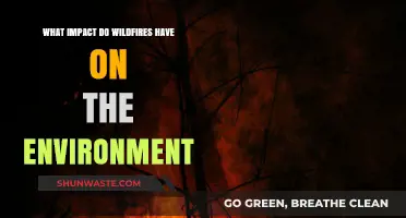 Wildfires' Devastating Environmental Impact: Destruction, Recovery, and Long-Term Effects