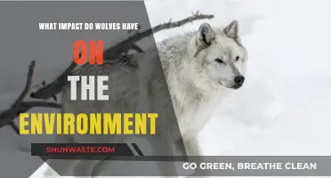 Wolves' Ecological Role: Shaping Ecosystems and Biodiversity Balance