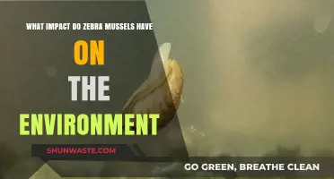 Zebra Mussels: Environmental Impact and Ecosystem Disruption Explained