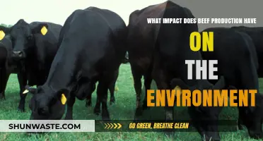 Beef Production's Environmental Impact: Climate, Land, and Sustainability Concerns