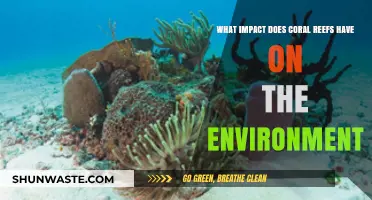 Coral Reefs: Vital Ecosystems Shaping Marine Life and Climate Balance