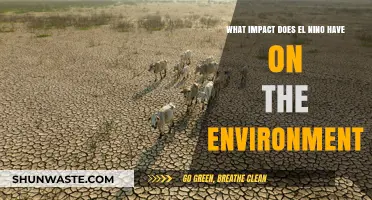 El Niño's Environmental Impact: Climate Shifts and Ecosystem Disruptions
