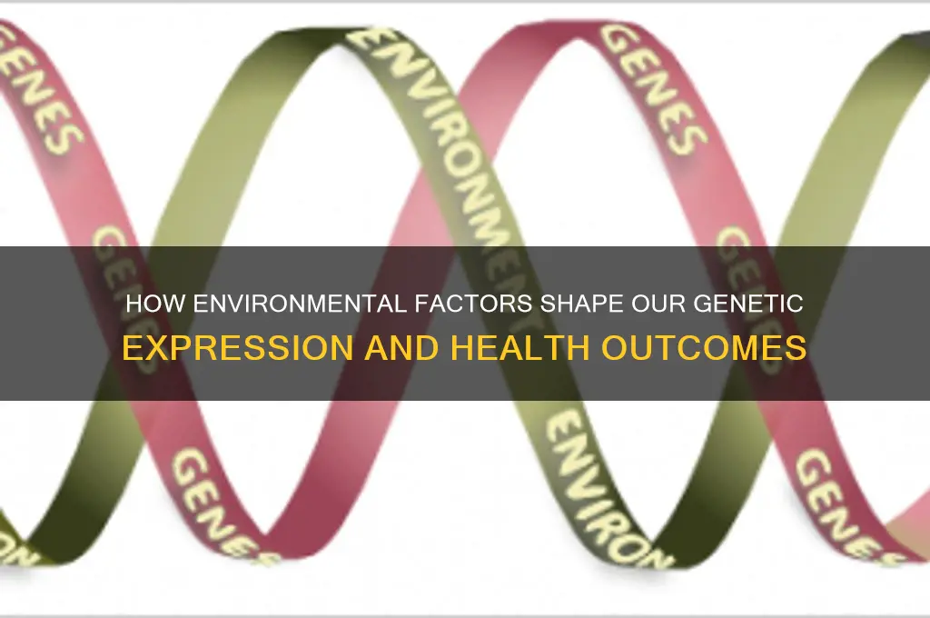 what impact does environment have on genes