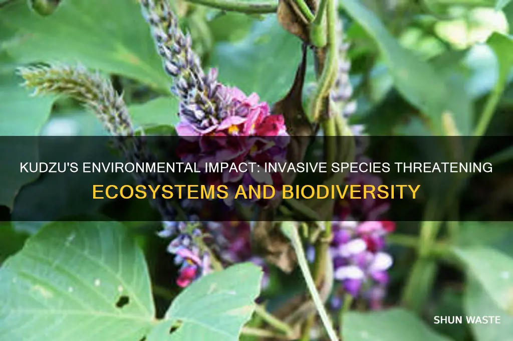 what impact does kudzu have on the environment