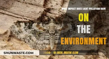 Light Pollution's Environmental Toll: Disrupting Ecosystems and Wildlife Balance