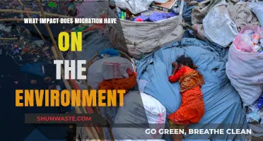 Migration's Environmental Footprint: Challenges and Sustainable Solutions Explored