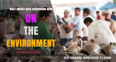 Overfishing's Devastating Effects: Environmental Consequences and Ecosystem Collapse Explained