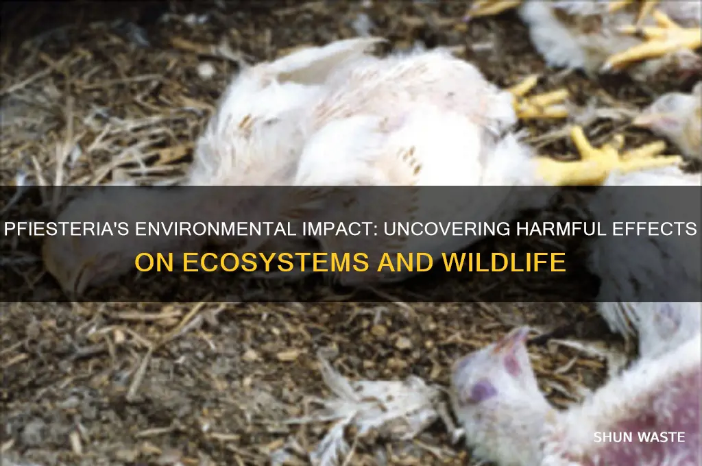 what impact does pfiesteria have on the environment