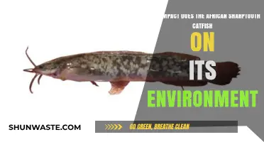 African Sharptooth Catfish: Environmental Impacts and Ecosystem Disruptions Explored