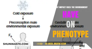 Environmental Influences on Phenotype: Unraveling Nature's Shaping Power