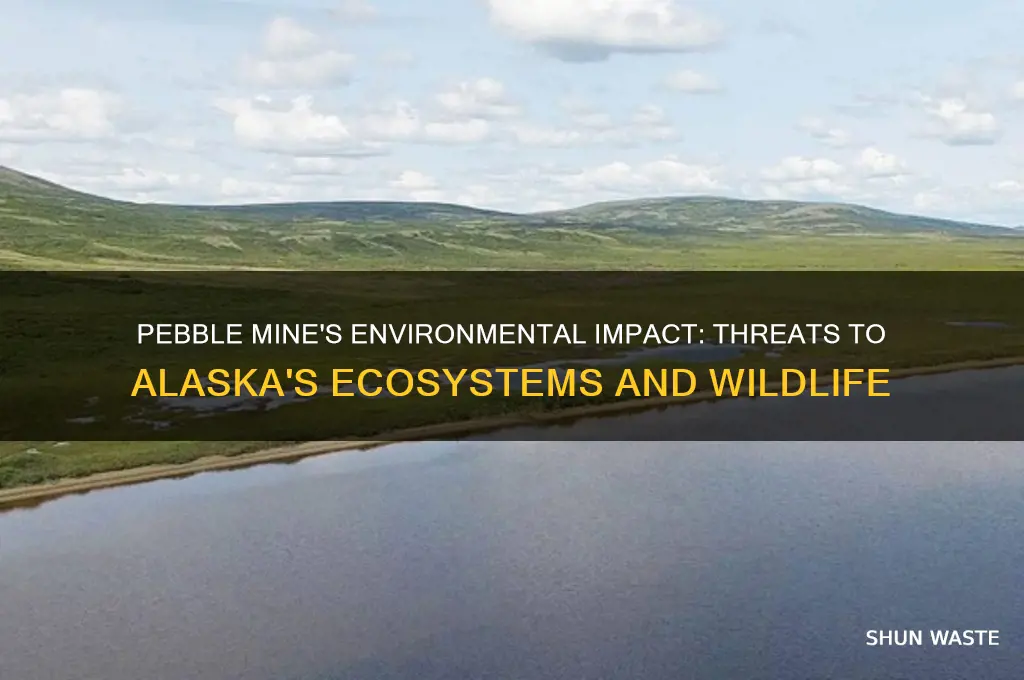 what impact does the pebble mine have on the environment