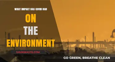 COVID-19's Environmental Paradox: Pollution Drops, Wildlife Responds, and Lessons Learned
