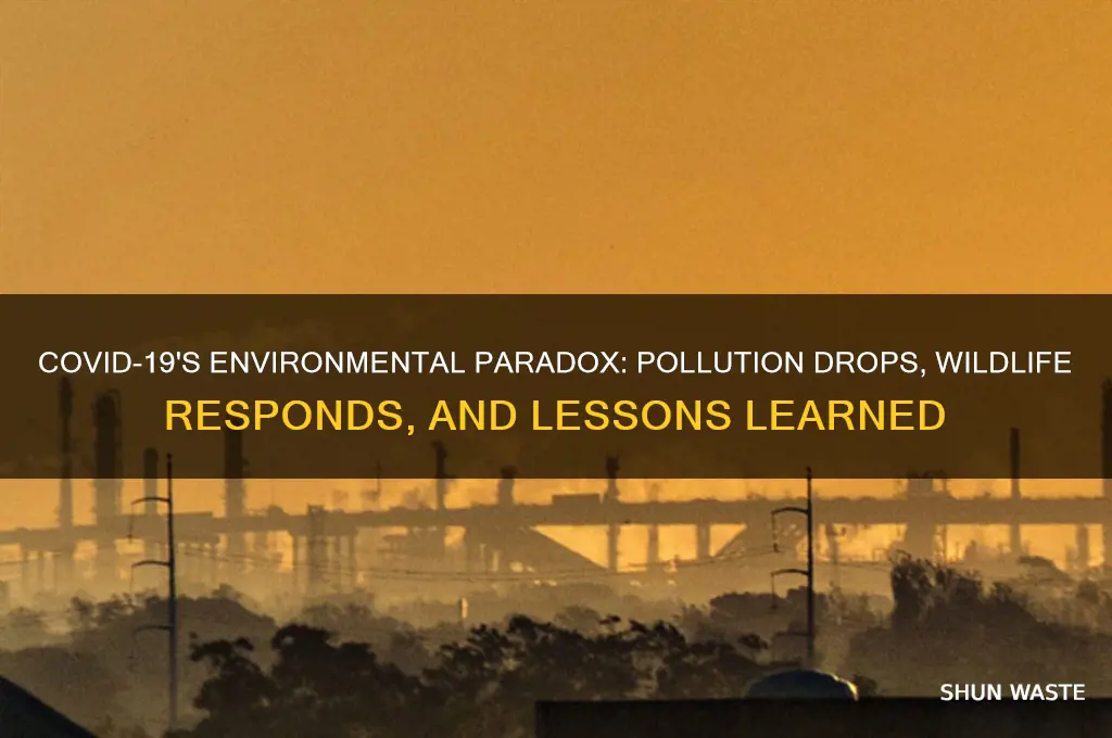 what impact has covid had on the environment