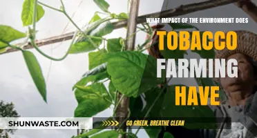 Tobacco Farming's Environmental Toll: Deforestation, Soil Degradation, and Pollution