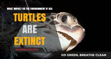 Sea Turtle Extinction: Devastating Environmental Consequences and Ecosystem Collapse