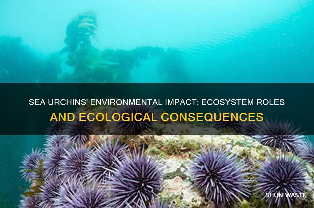 what impacts do sea urchins have on the environment