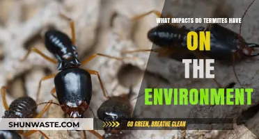Termites' Environmental Impact: Ecosystem Roles, Benefits, and Ecological Consequences