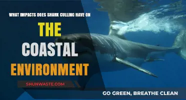 Shark Culling's Devastating Effects on Coastal Ecosystems and Marine Life