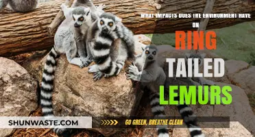 Environmental Influences on Ring-Tailed Lemurs: Habitat, Climate, and Survival