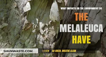 Environmental Impacts of Melaleuca: Understanding Their Ecological Effects
