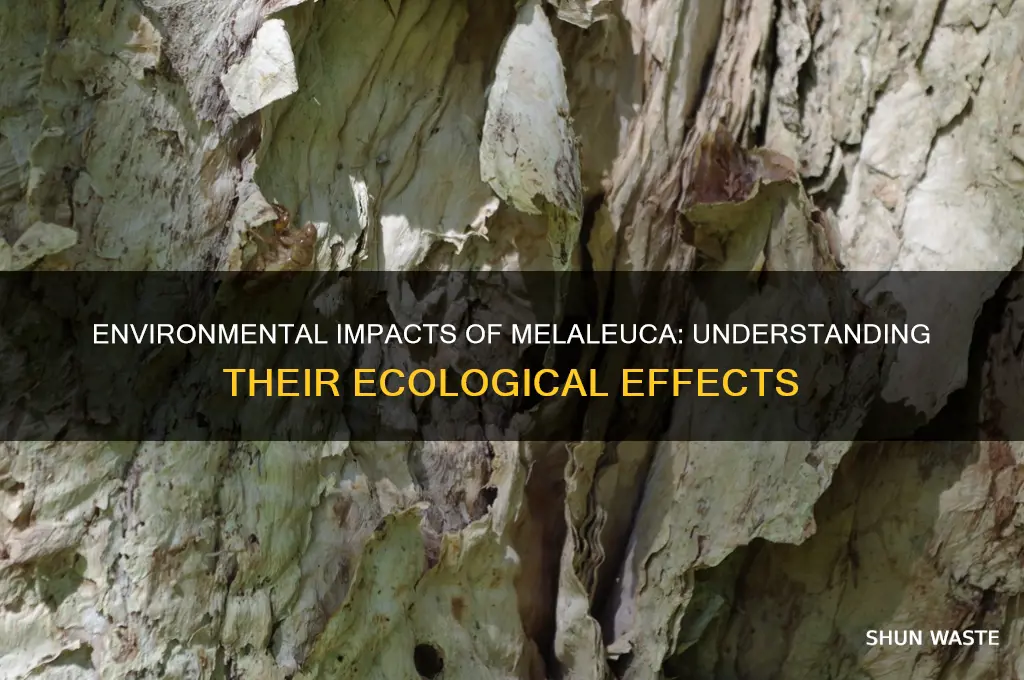what impacts on the environment do the melaleuca have