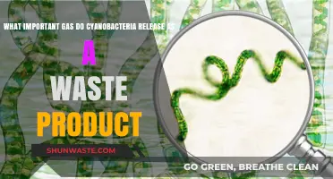 Cyanobacteria's Vital Waste: Unveiling the Gas That Changed Earth's Atmosphere