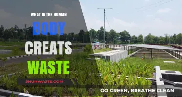 How the Human Body Produces and Eliminates Waste Naturally
