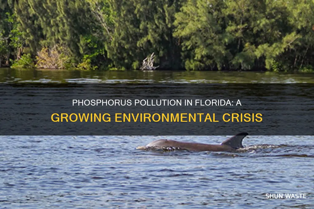 what increased phosphorus pollution in florida