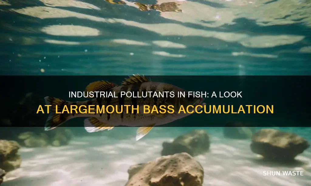 what industrial pollutants can largemouth bass accumulate