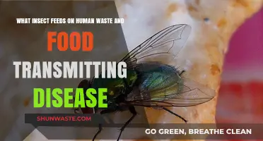 Disease-Spreading Insects: The Unseen Dangers Lurking in Our Waste