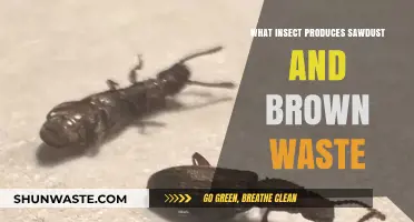 Identifying the Insect Behind Sawdust and Brown Waste in Your Home