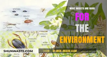 Eco-Friendly Insects: Unsung Heroes Boosting Our Environment's Health