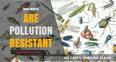 Insects: Pollution Resistance and Resilience