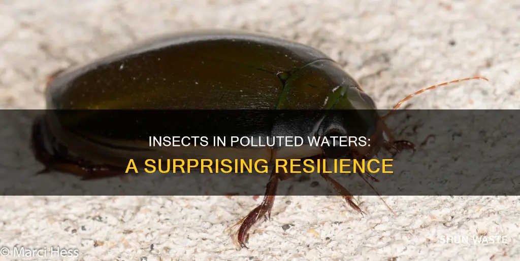 what insects live in polluted water