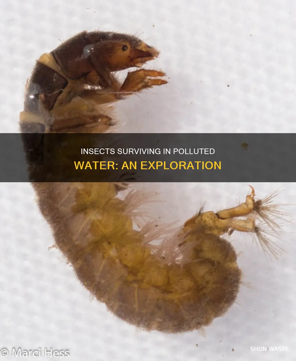 what insects live in polluted water