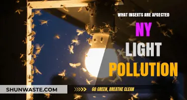 Light Pollution: Insects' Bane or Boon?