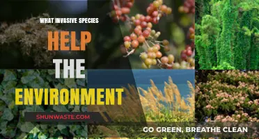 Unexpected Allies: How Some Invasive Species Benefit Ecosystems