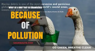 Endangered Species: Pollution's Impact on Birds